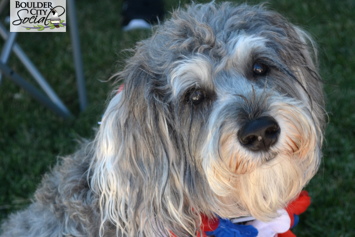 damboree2017-dog.jpg