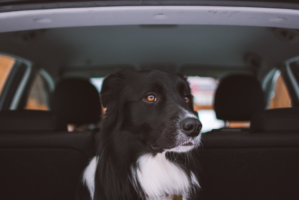 Heat Warning Dogs in Cars Boulder City, NV