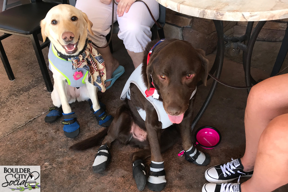 Pooches.jpg