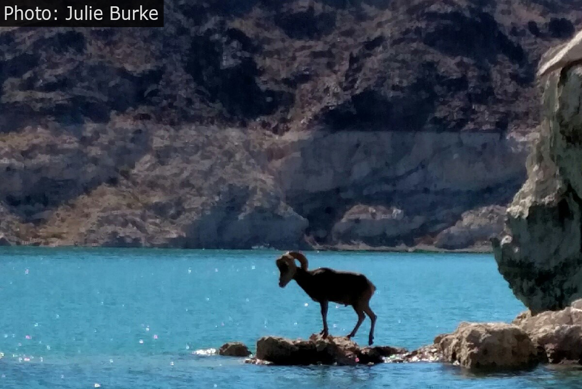 Fan Photo Julie Burke Rufus Cove Boulder City, NV