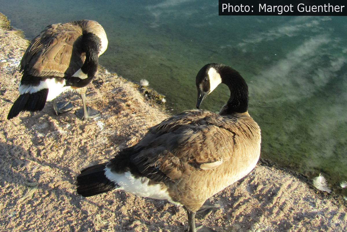Fan Photo Canadian Geese Boulder City, NV