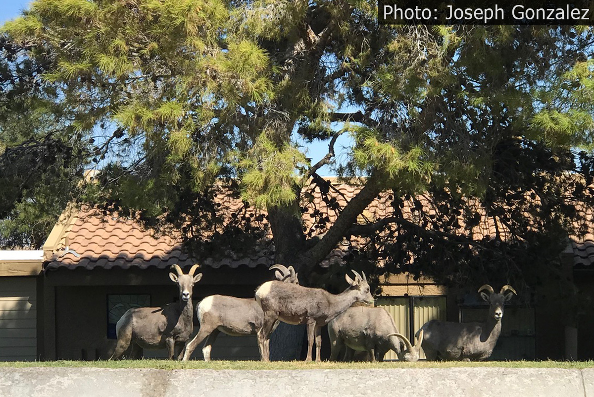 Fan Photo Joseph Gonzalez Boulder City, Nevada