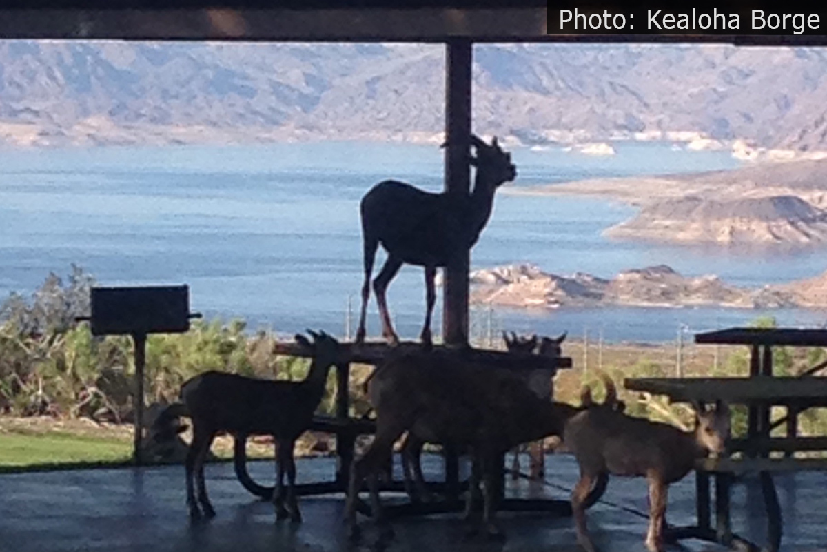 Kealoha Borge Fan Photo Sheep On Table Boulder City, Nevada