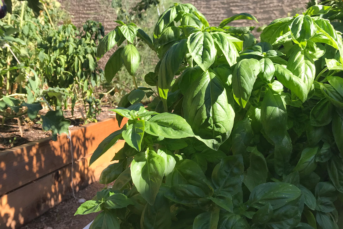 GimmellBasil.jpg