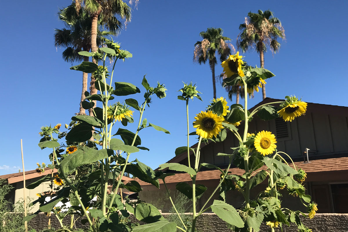 GimmellSunflowers.jpg