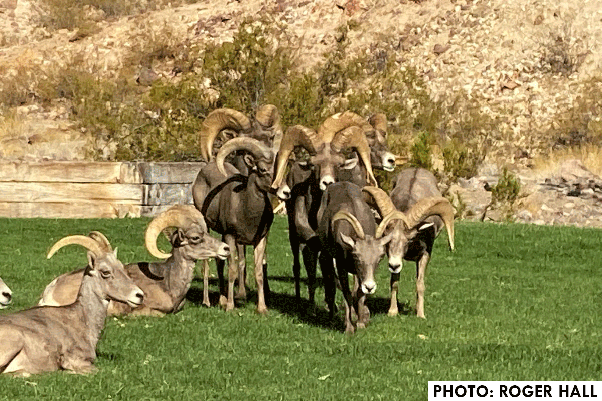 Fan Photo Roger Hall Boulder City, Nevada