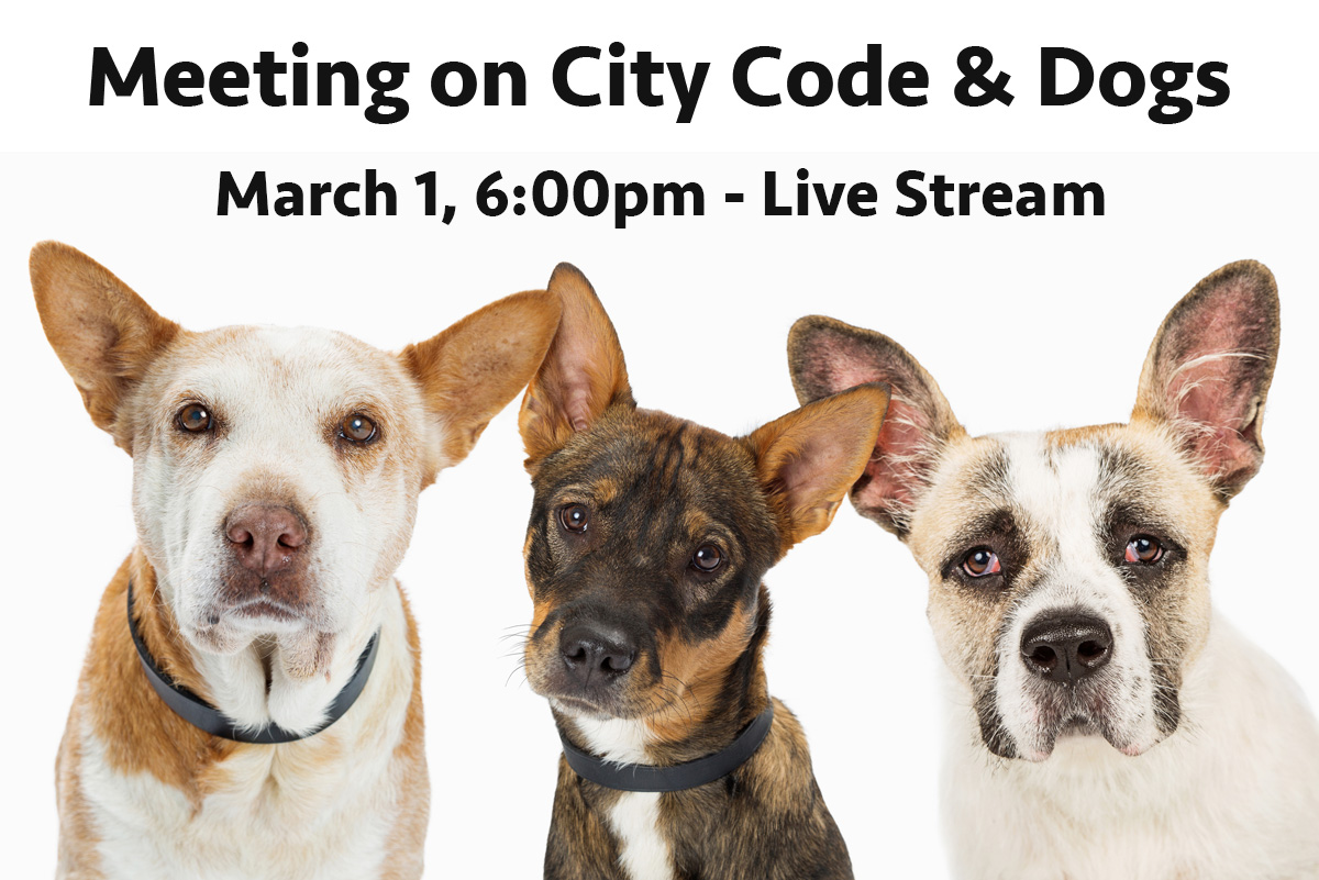 CityAnimalCodeMeeting - Boulder City, NV