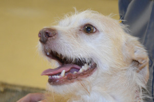 Nine Adoptable Pets For Ya!