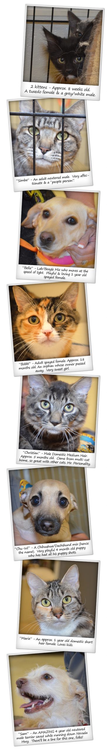 Adoptable Pets in Boulder City, Nevada