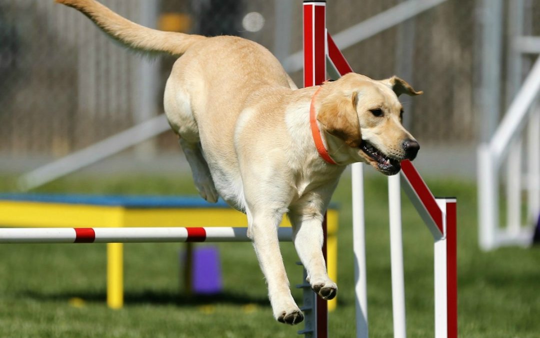 Dog Agility Trials At Veterans Memorial Park