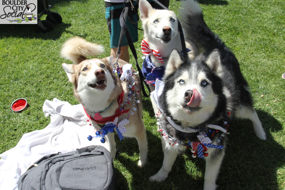 Dogs.jpg