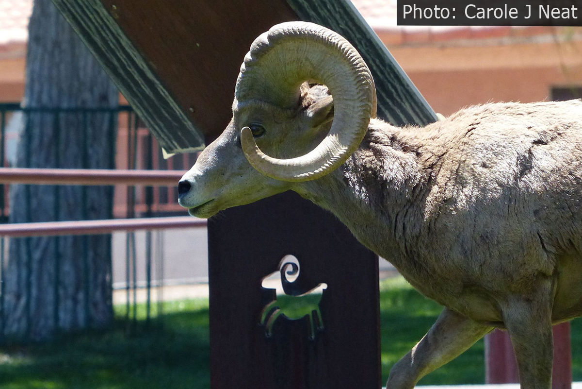 Fan Photo: Bighorn Sheep Strikes a Pose