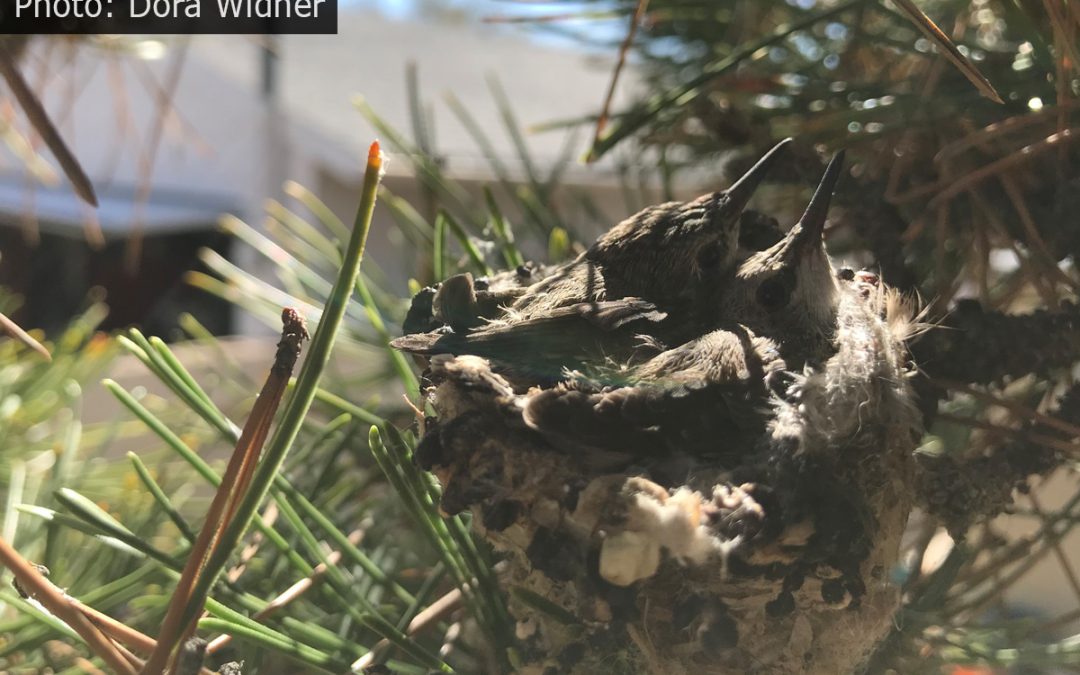 Fan Photo: Hello World! Baby Hummingbirds in the Nest