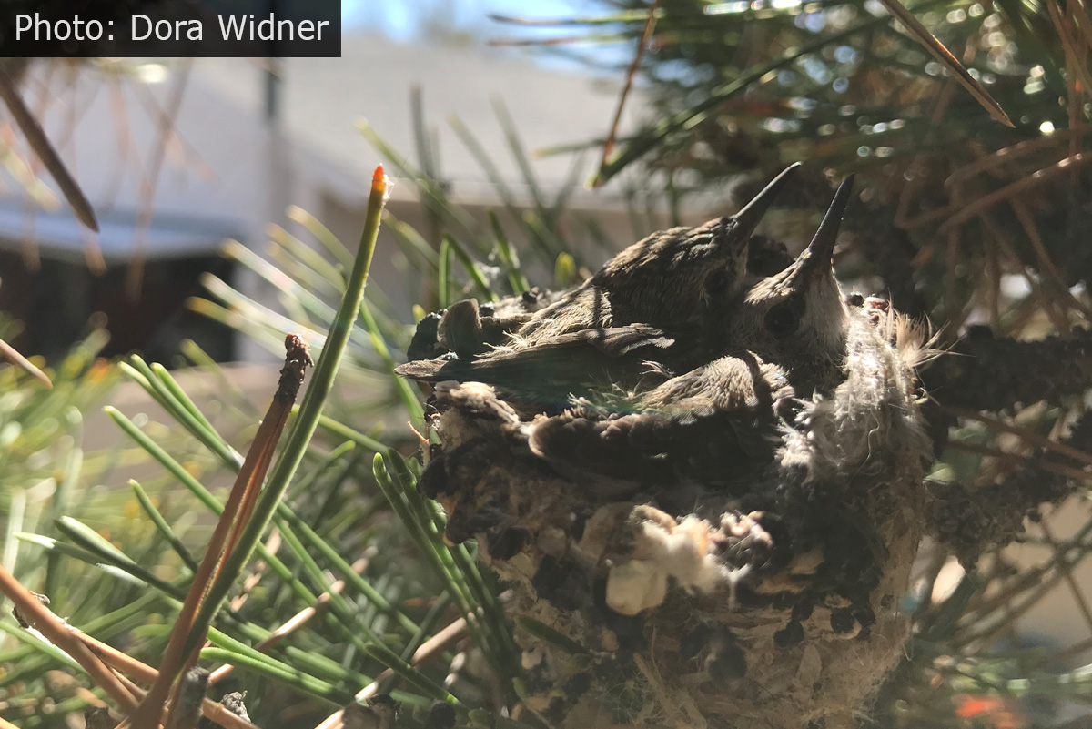 Fan Photo: Hello World! Baby Hummingbirds in the Nest