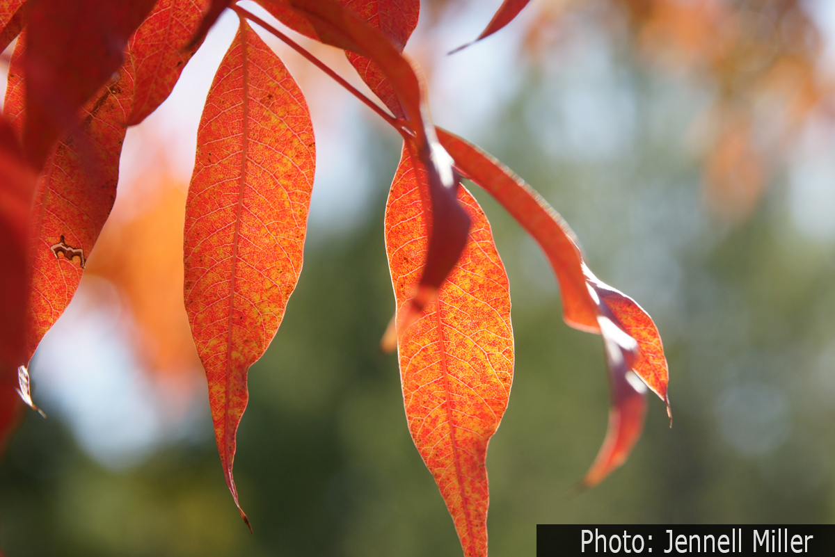 Fan Photo: Falling for Fall