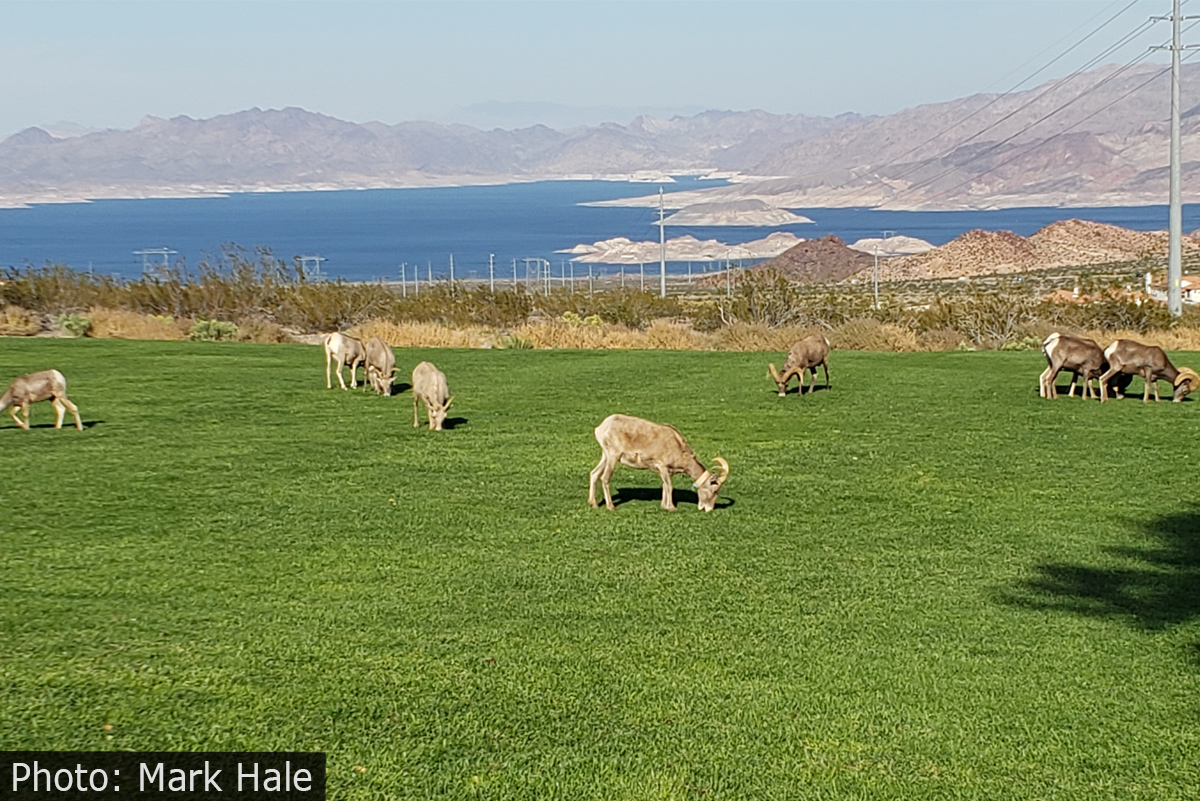Fan Photo: Sheep at Hemenway Park