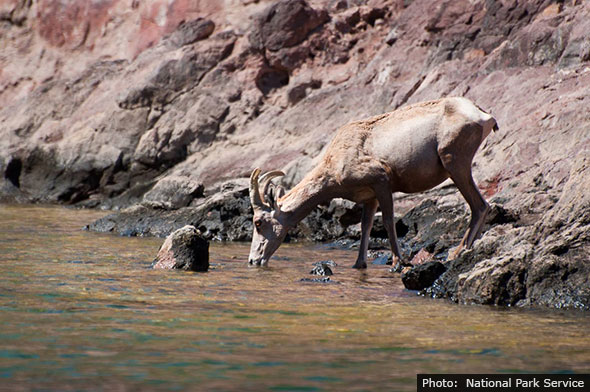 National Park Service-Drinking Big Horn Sheep