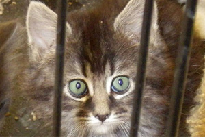 Those Kittens Are Ready For Adoption!
