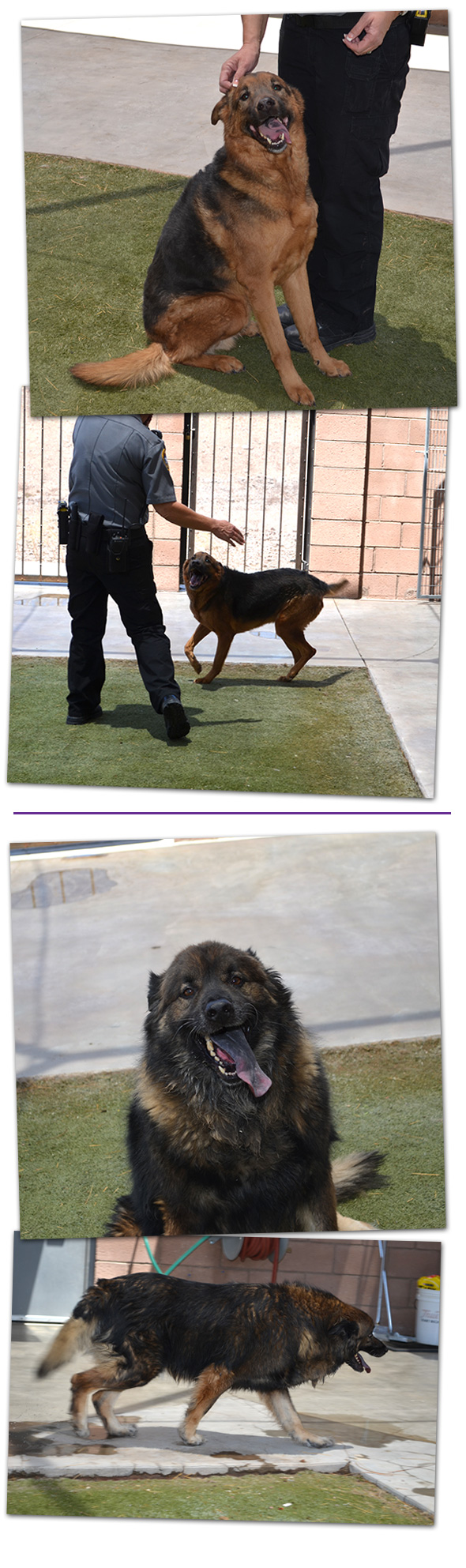 Adoptable Pet in Boulder City, NV - June 2014