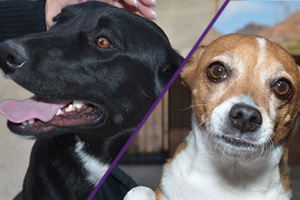 Adoptable Pet Time...x2!