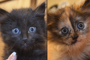 Adoptable Pets ... Next Week's Kittens
