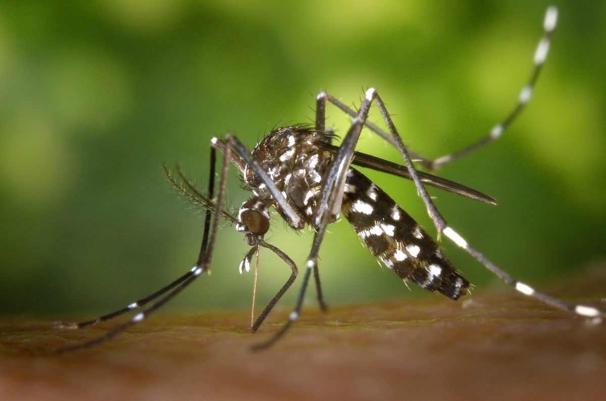 Warning: West Nile Virus Found in Boulder City Area