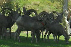 Fan Photo: Big Horn Sheep by Amber Nolte