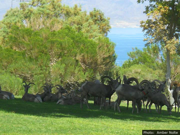 Big Horn Sheep in Boulder City, NV by Amber Nolte Big Horn Sheep in Boulder City, NV by Amber Nolte