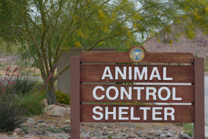 Animal Control in Boulder City, Nevada