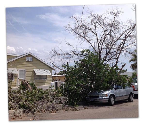 Tree on Car on Avenue M in Boulder City, NV