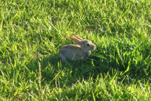 Aawww - A Baby Bugs in the Backyard!