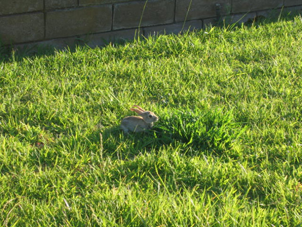 Backyard Baby Bunny in Boulder City, NV Backyard Baby Bunny in Boulder City, NV