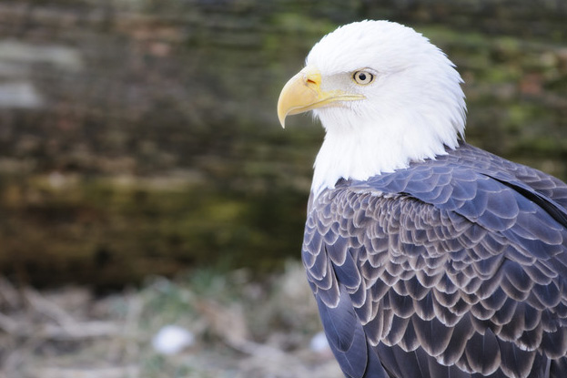We Have 132 Bald Eagles at Lake Mead