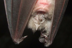 Bat