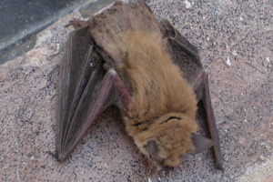 Meet Bruce...He's My Bat.