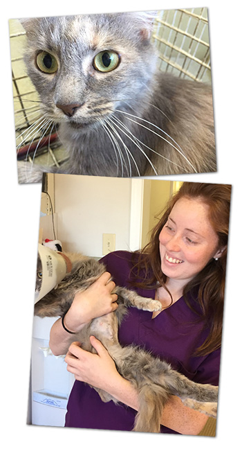 Boulder City Animal Hospital Cat Adoption