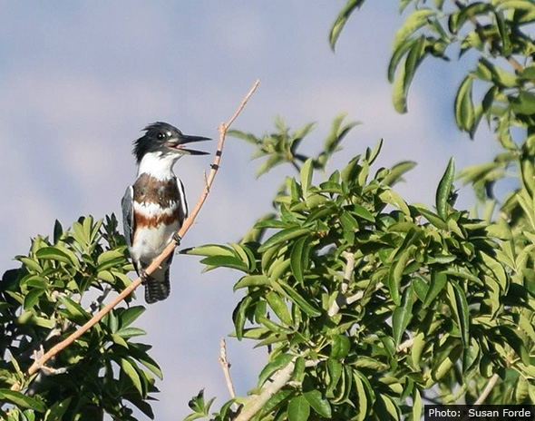 Belted Kingfisher in Boulder City, NevadaLg
