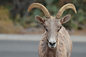 Big Horn Sheep Took Their Right Of Way