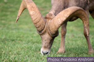 Big Horn Sheep Butt Heads...Literally!