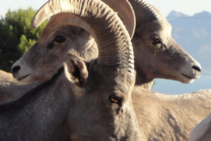 Bighorn Sheep Photo by Kirsten Ashley