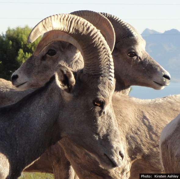 Bighorn Sheep in Boulder City, Nevada by Kirsten Ashley