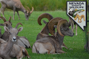 Bighorn Sheep Panel Dedication Ceremony