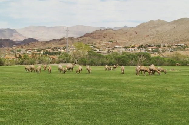 Bighorn Sheep Capture Video on YouTube
