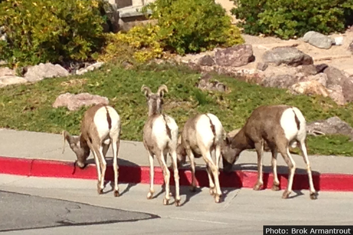 Bighorn Sheep Backsides in Boulder City, NV