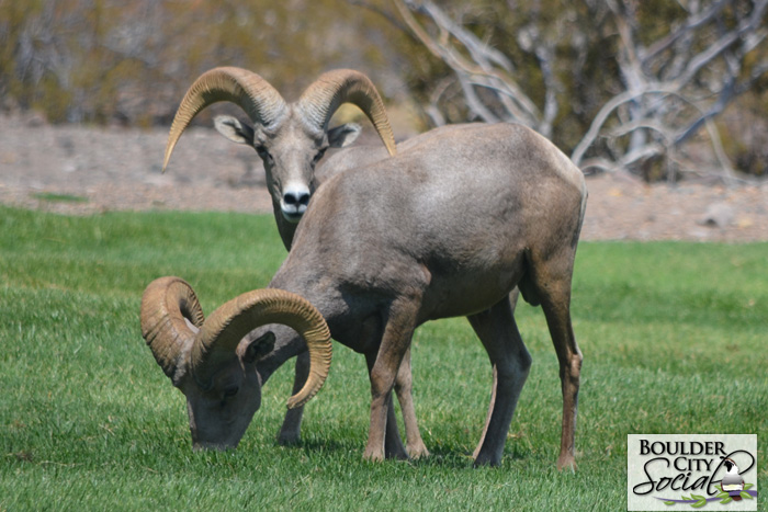 Boulder City’s Bighorn Sheep Herd Still Ailing