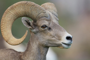 Bad Health News for the Bighorn