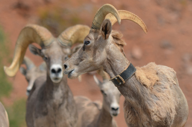 New York Times Article on Bighorn Sheep