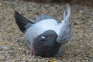 A Bird Shower, Not A Bird Bath