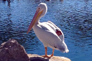 Our Own Pelican at the Fishing Pond!