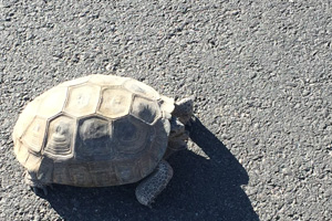 Why It’s Bad to Scare A Desert Tortoise